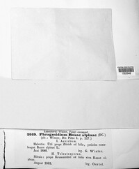 Phragmidium fusiforme image